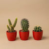 Cactussen set van 3 met rode mini-pot - Mix van levende cactussen - ↑ 8-12 cm