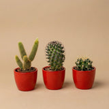 Cactussen set van 3 met rode mini-pot - Mix van levende cactussen - ↑ 8-12 cm