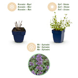 Green boutiQ - Vasteplant - Nepeta rac. Grog - Kattenkruid - Bijen- en vlinderlokkers - Blauw - 1 Plant - Pot 11cm - Hoogte 15-25cm