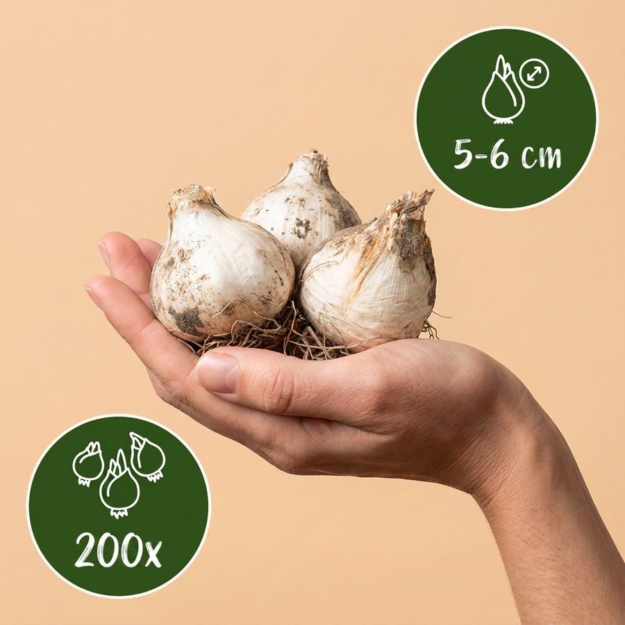 Alliumbollen Sphaerocephalon — paars, 200 stuks (bolmaat 5/6)
