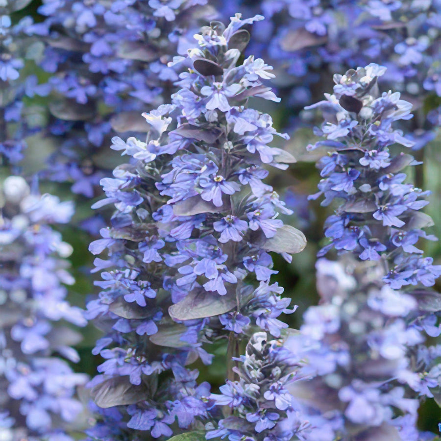 Ajuga reptans 'Burgundy Glow' – 60 planten · pot Ø9 cm · 10-25 cm hoog (foto 5)