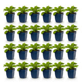 Green boutiQ - Vasteplant - Digitalis purp. Dalmatian Purple - Vingerhoedskruid - Schaduw - Paars - 24 Planten - Pot 11cm - Hoogte 15-25cm