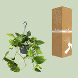 Epipremnum Aureum- Ø15cm - ↕25cm