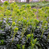 12x Euphorbia amygdal. robbiae - ↕10-25cm - Ø9cm