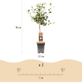 Green boutiQ - Fruitboom - Prunus domestica Opal - Pruimenboom - Winterhard - Paars-Rode Pruim - 1 Plant - Pot 21cm - Hoogte 90cm