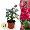 Green boutiQ - Tuinplant - Buddleja davidii Butterfly Candy Little Ruby - Vlinderstruik - Compact - Rood - 3 Planten - Pot 12cm - Hoogte 20-25cm
