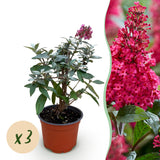 Green boutiQ - Tuinplant - Buddleja davidii Butterfly Candy Little Ruby - Vlinderstruik - Compact - Rood - 3 Planten - Pot 12cm - Hoogte 20-25cm