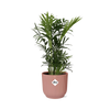 Chamaedorea Elegans in ELHO Vibes Fold 14cm roze