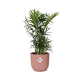 Chamaedorea Elegans in ELHO Vibes Fold 14cm roze