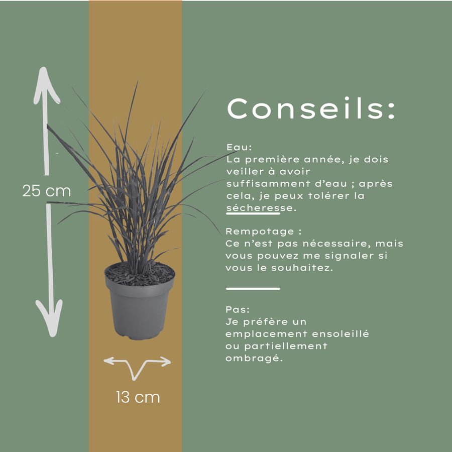 Miscanthus sinensis 'Zebrinus' — Sierriethaag, 6 stuks