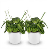 Green boutiQ - Kamerplant - Maranta Fascinator Lemon Lime - Gebedsplant - Huisdiervriendelijke Plant - Groen - 2 Planten - met Potter Wit - Pot 12cm - Hoogte 25cm