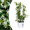 Trachelospermum jasminoides 'Star of Venice'23cm