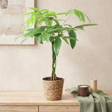 Green BoutiQ - Green is... Kamerplanten - Pachira Aquatica gevlochten stam - Geldboom - Weinig onderhoud - Groen - 1 Plant - Pot 17cm - Hoogte 60-70cm