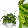 Green boutiQ - Kamerplant - Maranta Fascinator Lemon Lime - Gebedsplant - Huisdiervriendelijke Plant - Groen - 1 Plant - met Potter Wit - Pot 12cm - Hoogte 25cm