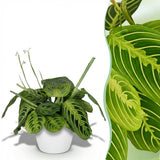 Green boutiQ - Kamerplant - Maranta Fascinator Lemon Lime - Gebedsplant - Huisdiervriendelijke Plant - Groen - 1 Plant - met Potter Wit - Pot 12cm - Hoogte 25cm