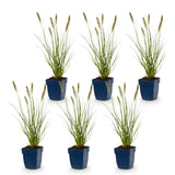 Green boutiQ - Grassen - Pennisetum alop. Hameln - Lampenpoetsergras - Met Pluim - Groen - 6 Planten - Pot 11cm - Hoogte 15-25cm