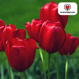 Tulpenbollen Seadov — dieprode tulp, 20 stuks (maat 11/12)