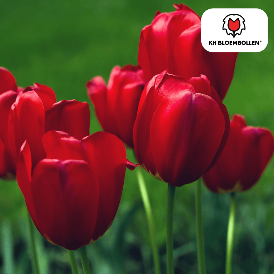 Tulpenbollen Seadov — dieprode tulp, 20 stuks (maat 11/12)