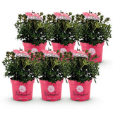 Green boutiQ - Dwerg Rhododendron - Rhododendron Bloombux Magenta - Bloeiende Buxus - Weinig Onderhoud - Roze Bloem - 6 Planten - Pot 17cm - Hoogte 30-40cm