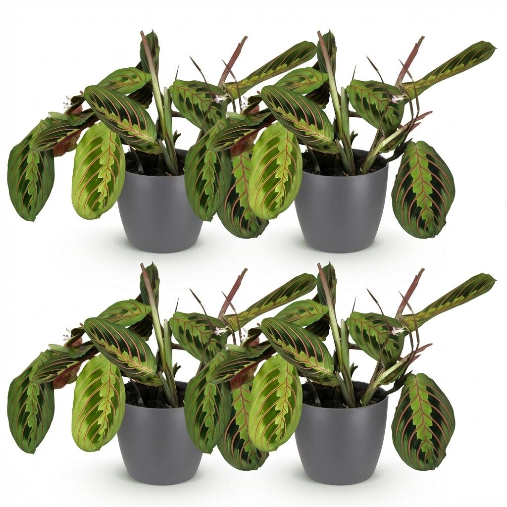 Green boutiQ - Kamerplant - Maranta Fascinator Tricolour - Gebedsplant - Huisdiervriendelijke Plant - Groen - 4 Planten - met Potter Grijs - Pot 12cm - Hoogte 25cm