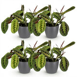 Green boutiQ - Kamerplant - Maranta Fascinator Tricolour - Gebedsplant - Huisdiervriendelijke Plant - Groen - 4 Planten - met Potter Grijs - Pot 12cm - Hoogte 25cm