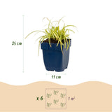 Green boutiQ - Grassen - Carex oshimensis Evergold - Japanse Zegge - Groenblijvend - Geel-Groen - 6 Planten - Pot 11cm - Hoogte 15-25cm