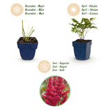 Green boutiQ - Vasteplant - Astilbe (A) Fanal - Pluimspirea - Schaduw - Rood - 3 Planten - Pot 11cm - Hoogte 15-25cm