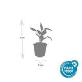 24x Echinacea p. 'White Swan' - ↕10-25cm - Ø9cm