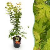 Green boutiQ - Tuinplant - Acer palmatum Orange Dream - Japanse Esdoorn - Bladverliezend - Oranje - 1 - Pot 26cm - Hoogte 90cm