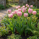 96x Tulipa Double Pink - Dubbele roze tulp - Roze - Voorjaarsbloeier - Bolmaat 11/12