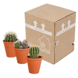 Bolcactus mix 8,5 cm | 3 stuks - in terracotta pot