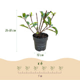 Green boutiQ - Tuinplant - Hydrangea panniculata Living Little Rosy - Pluimhortensia - Winterhard - Roze - 1 Plant - Pot 12cm - Hoogte Hoogte 20-30cm