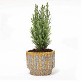 Kerstboom 'Ellwoodii' + Pot Echo - 25 - 30cm hoog