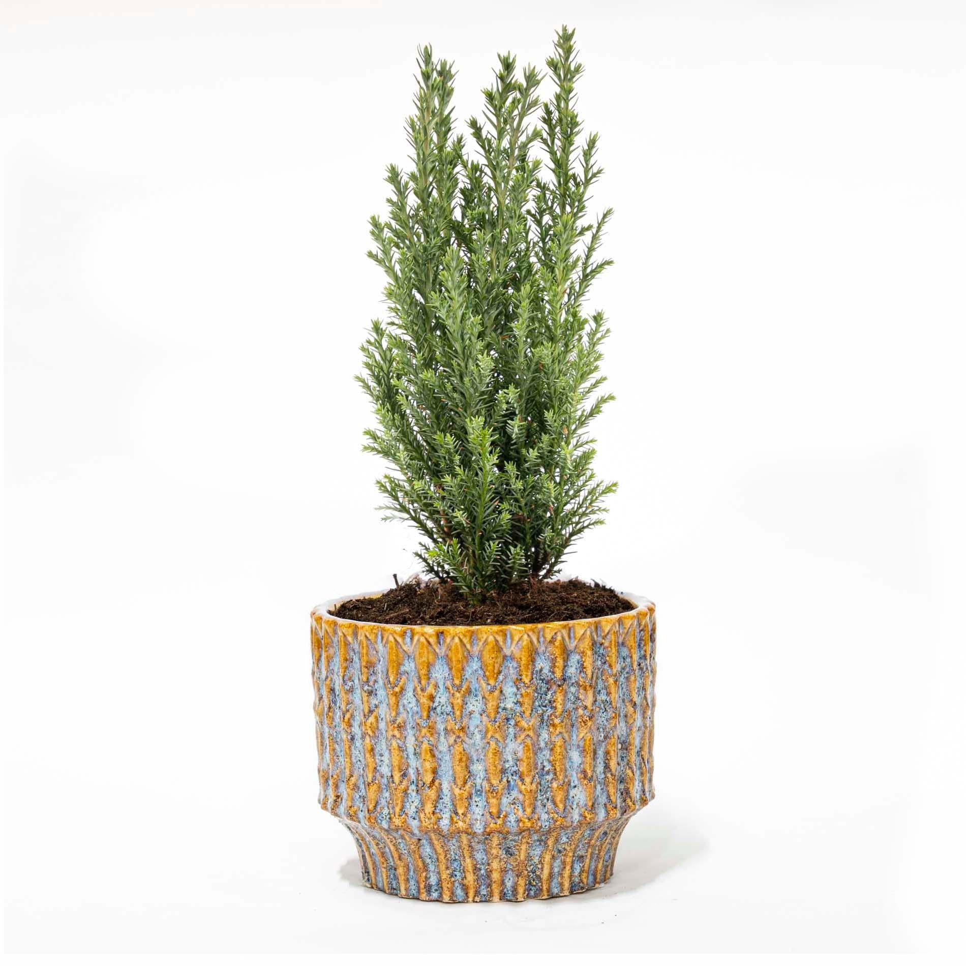 Kerstboom 'Ellwoodii' + Pot Echo - 25 - 30cm hoog