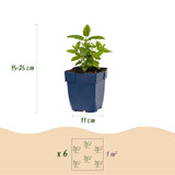 Green boutiQ - Vasteplant - Nepeta nerv. Neptune - Kattenkruid - Bijen en Vlinderlokkers - Paars - 1 Plant - Pot 11cm - Hoogte 15-25cm