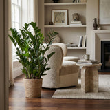 Zamioculcas Zamiifolia met Zeegras mand naturel- 80cm - Ø21