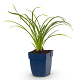Green boutiQ - Vasteplant - Hemerocallis Stella d'Oro - Daglelie - Bijen en Vlinderlokkers - Geel - 1 Plant - Pot 11cm - Hoogte 15-25cm