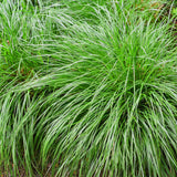 Green boutiQ - Siergrassen - Carex oshimensis Intense Green - Groen - 2 Planten - Bladhoudend - Weinig Onderhoud - Pot 17cm Hoogte 50cm