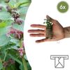 Lamium – 6 Pluggen | Kweek & Geniet van een Prachtige Bodembedekker
