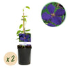 Green boutiQ - Klimplant - Clematis Jackmanii - Bloem Blauw - Weinig onderhoud -2 planten -Pot 11cm Hoogte 40cm