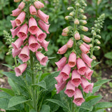 Green boutiQ - Vasteplant - Digitalis mertonensis - Vingerhoedskruid - Schaduw - Roze - 6 Planten - Pot 11cm - Hoogte 15-25cm