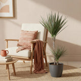 Green BoutiQ - Kamerplanten - Dracaena Marginata Bicolor - Drakenbloedboom - Weinig onderhoud - Groen - 1 Plant - met Potter Grijs - Pot 21cm - Hoogte 90-100cm