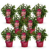 Green boutiQ - Tuinplant - Hydrangea panniculata Groundbreaker Ruby - Pluimhortensia - Winterhard - Rood - 8 Planten - Pot 14cm - Hoogte 20-25cm