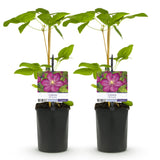 Green boutiQ - Klimplant - Clematis Ville de Lyon - Bloem Roze - Weinig onderhoud -2 planten -Pot 11cm Hoogte 40cm