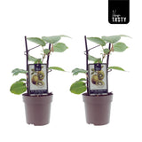 Actinidia Jenny (15007) - 2 stuks - Ø15cm - ↕40cm