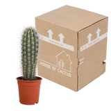 Pachycereus pringlei - 17cm - zonder pot