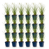 Green boutiQ - Grassen - Pennisetum alop. Little Bunny - Lampenpoetsergras - Met Pluim - Groen - 24 Planten - Pot 11cm - Hoogte 15-25cm