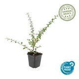 12x Cotoneaster suec. 'Coral Beauty' - ↕10-25cm - Ø9cm
