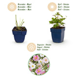 Green boutiQ - Vasteplant - Anemone Tricolour - Herfst Anemone - Schaduw - Donker Roze - Roze - Wit - 12 Planten - Pot 11cm - Hoogte 15-25cm