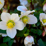 12x Helleborus niger - ↕10-25cm - Ø9cm